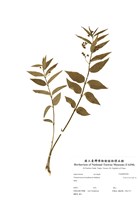 藏品(中間合掌消)的圖片